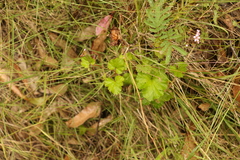 Pelargonium inodorum
