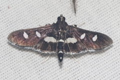 Desmia subdivisalis
