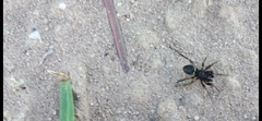 Steatoda ancorata