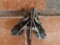 Hemeroplanes ornatus