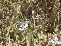 Carlowrightia
