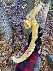 Gymnopilus subspectabilis