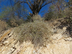 Carlowrightia
