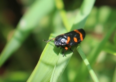 Cercopis intermedia