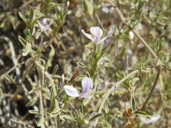 Carlowrightia