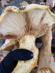 Gymnopilus subspectabilis