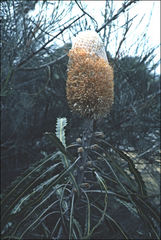 Banksia prionotes