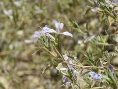 Carlowrightia