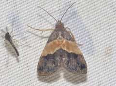 Tripudia balteata