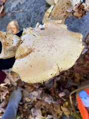 Gymnopilus subspectabilis