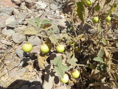 Solanum citrinum