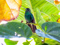 Chalybura buffonii