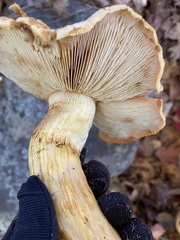 Gymnopilus subspectabilis
