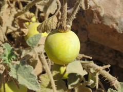 Solanum citrinum