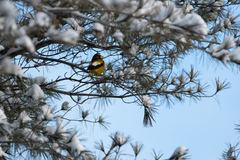 Coccothraustes vespertinus vespertinus
