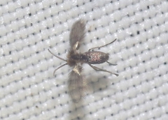 Trichomyia