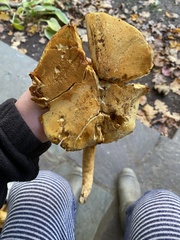 Gymnopilus subspectabilis