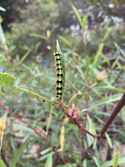 Xanthodes transversa