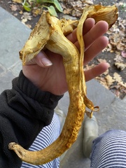 Gymnopilus subspectabilis