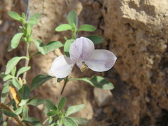 Carlowrightia