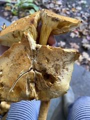 Gymnopilus subspectabilis