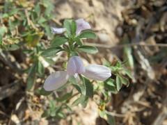 Carlowrightia
