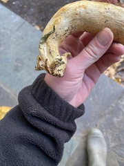 Gymnopilus subspectabilis