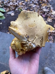 Gymnopilus subspectabilis