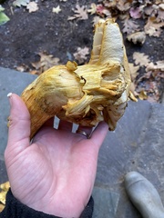 Gymnopilus subspectabilis