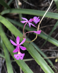 Epidendrum × gransabanense