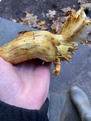 Gymnopilus subspectabilis