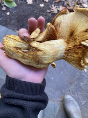 Gymnopilus subspectabilis