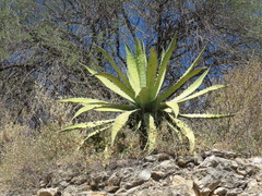 Agave xylonacantha