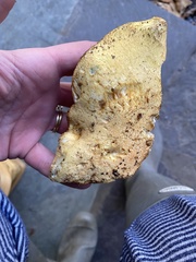 Gymnopilus subspectabilis