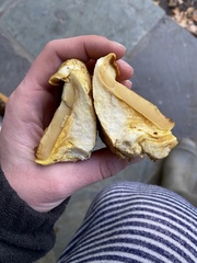 Gymnopilus subspectabilis