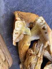 Gymnopilus subspectabilis