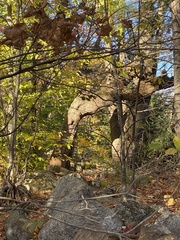 Gymnopilus subspectabilis