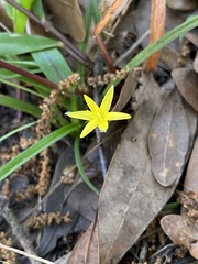 Image of Hypoxis curtissii