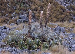 Puya yakespala