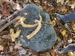 Gymnopilus subspectabilis