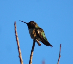 Calypte anna