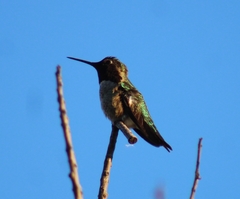 Calypte anna