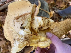 Gymnopilus subspectabilis