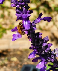 Apis mellifera