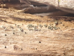 Proliferodiscus pulveraceus