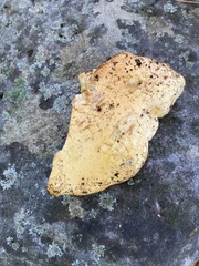 Gymnopilus subspectabilis