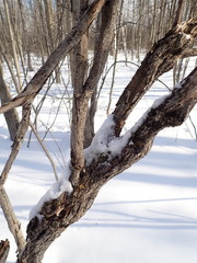 Proliferodiscus pulveraceus