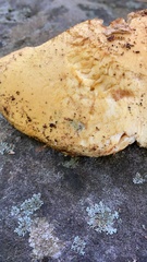 Gymnopilus subspectabilis