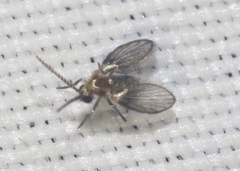 Trichomyia