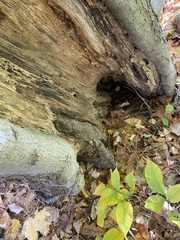 Gymnopilus subspectabilis